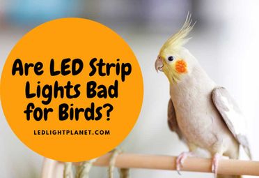 Are Led Strip Lights Bad for Birds?