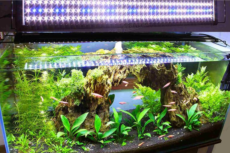 What Color Led Light Is Best for Aquarium Plants?