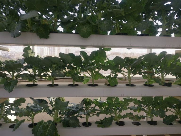 Can You Grow Broccoli Hydroponically