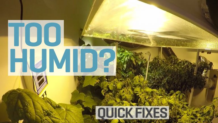 How to Lower Humidity in Grow Tent