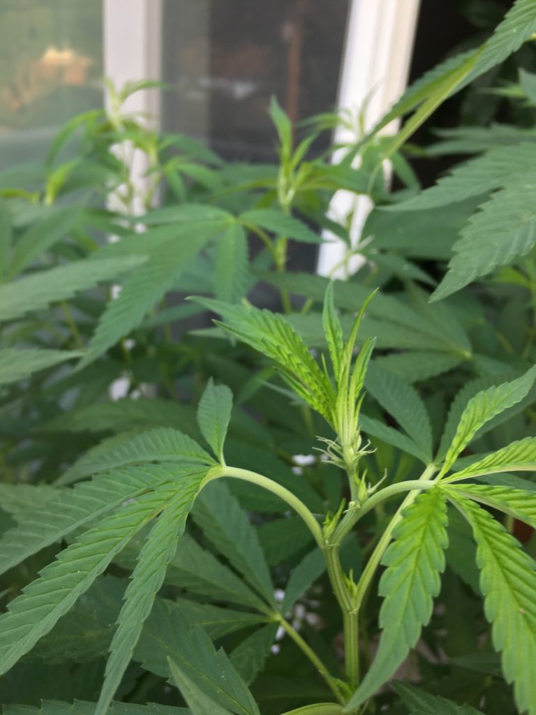 When to Switch from Grow to Bloom Nutrients Outdoors