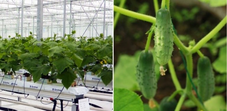 Can You Grow Cucumbers Hydroponically