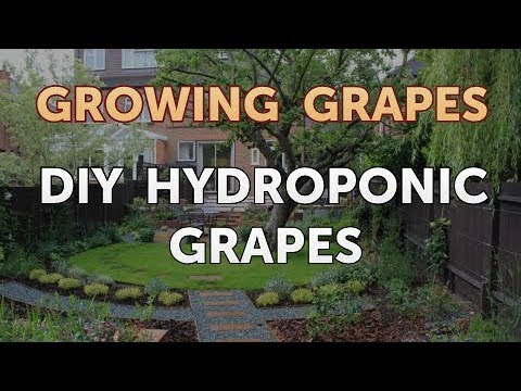 Can You Grow Grapes Hydroponically