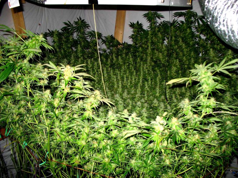 How to Increase Co2 in Grow Tent
