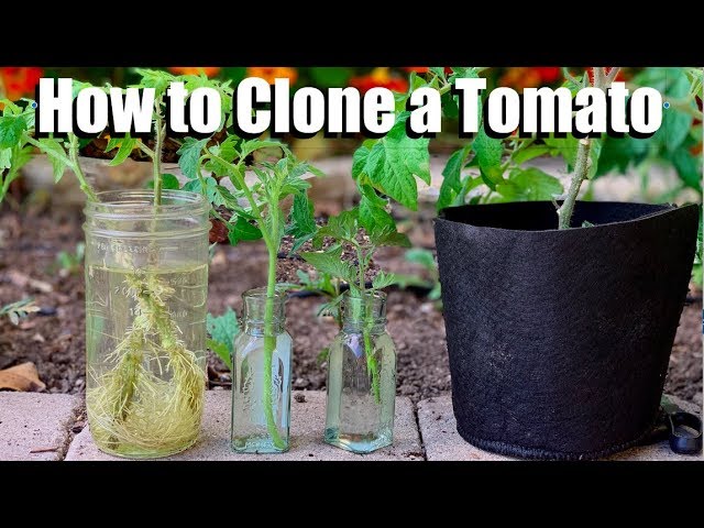 Can You Clone a Tomato Plant