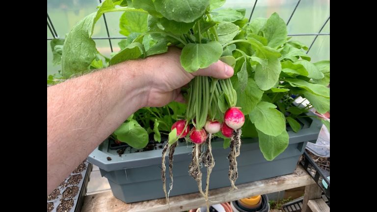 Can Radishes Be Grown Hydroponically
