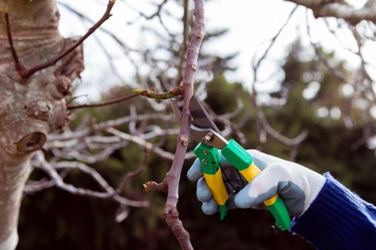 Why You Should Bother Pruning Your Trees: Not Just for Looks